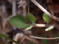 Cardamine intonsa