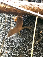 Anolis marsupialis
