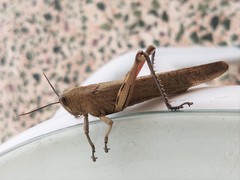 Anacridium aegyptium