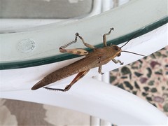 Anacridium aegyptium