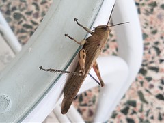 Anacridium aegyptium