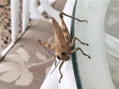 Anacridium aegyptium