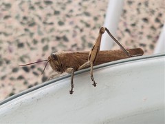 Anacridium aegyptium