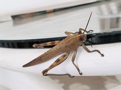 Anacridium aegyptium