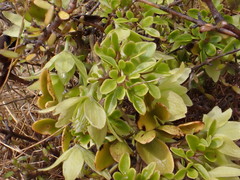 Clematis petriei