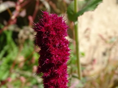 Amaranthus hypochondriacus