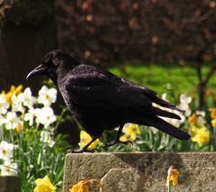 Corvus corone