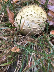 Scleroderma citrinum