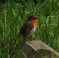 Erithacus rubecula