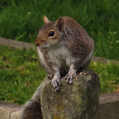 Sciurus carolinensis