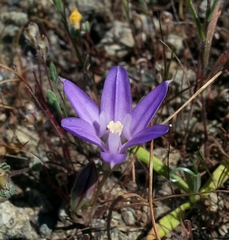 Brodiaea terrestris terrestris