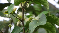 Iochroma arborescens