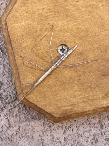 Gray Walkingstick