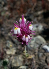 Castilleja densiflora
