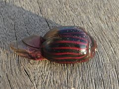 Paropsisterna octolineata