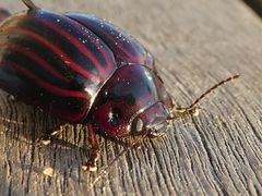 Paropsisterna octolineata