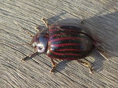 Paropsisterna octolineata