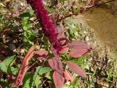 Amaranthus hypochondriacus