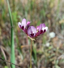 Trifolium variegatum