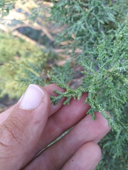 Juniperus occidentalis