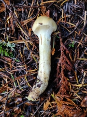 Pholiota flavida