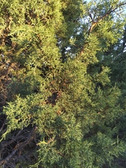 Juniperus occidentalis