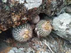 Parodia scopa