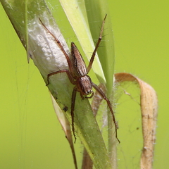 Oxyopes papuanus