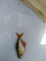 Hyphessobrycon meridionalis