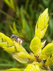 Lasioglossum niveifrons