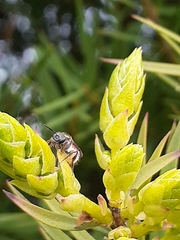 Lasioglossum niveifrons