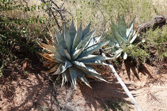 Agave chrysantha