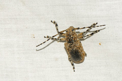 Coptops leucostictica