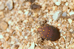 Solenosthedium rubropunctatum