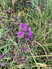 Vernonanthura serratuloides