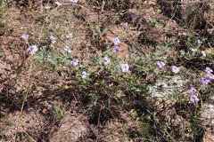 Glandularia latilobata