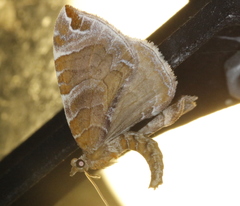 Eulithis molliculata