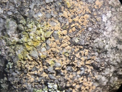 Gyrographa gyrocarpa