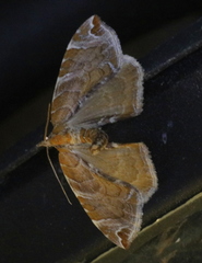 Eulithis molliculata