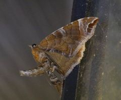 Eulithis molliculata