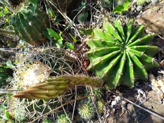 Echinopsis oxygona