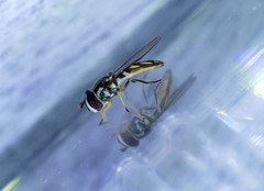 Allograpta piurana