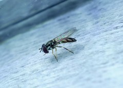 Allograpta piurana