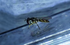 Allograpta piurana