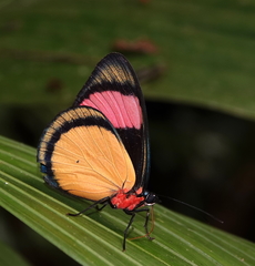 Batesia hypochlora