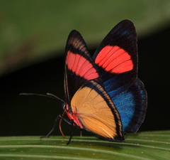 Batesia hypochlora