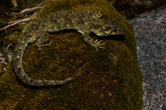 Forest Gecko photo 2