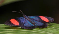 Batesia hypochlora