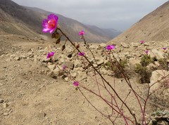 Cistanthe cachinalensis
