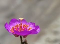 Cistanthe cachinalensis